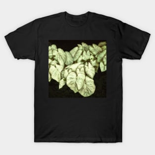 Caladium Leaves T-Shirt
